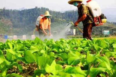 反季节蔬菜的施肥要点,应重施有机肥、合理选择肥料类型并确定用量