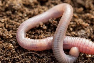 秋天钓草鱼的技巧,垂钓前可用玉米等饵料打窝