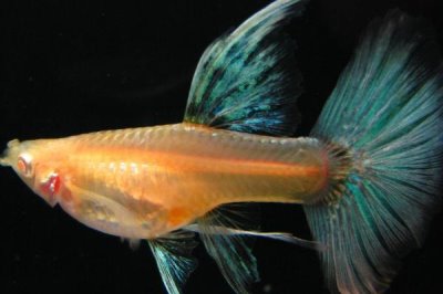 礼服孔雀鱼好不好养,观赏性较高且容易养活