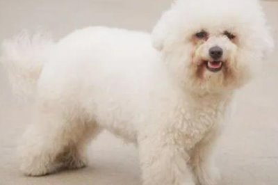 卷毛比熊犬的食物,注意不要喂太多