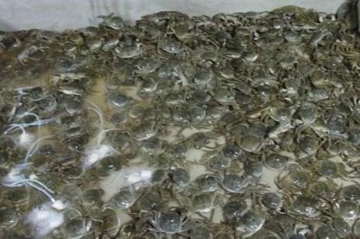 河蟹如何越冬，条件允许的情况下应该要注水2-3次