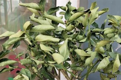 柠檬树叶子打卷的原因，可能是土壤不适或浇水不足所致