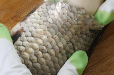 鱼的特征,都用鳃呼吸的