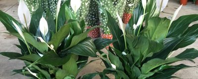 一帆风顺花怎么养殖,可常年放在室内具有散射光的位置