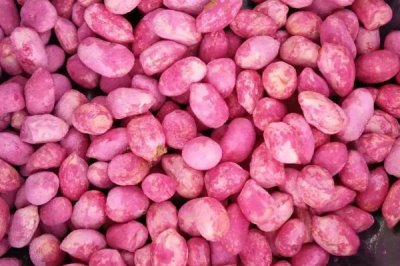 花生拌种技巧,药剂拌种较为理想