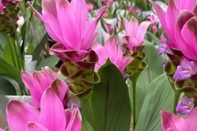 姜荷花花谢了怎么办,花谢了之后需要及时修剪