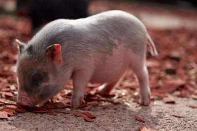 20多斤小猪拉稀怎么办,可选择静脉注射药物或服药