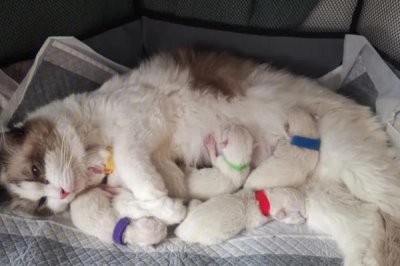 刚出生的小猫即将死亡如何抢救,擦干小猫后可贴着身体传递温度