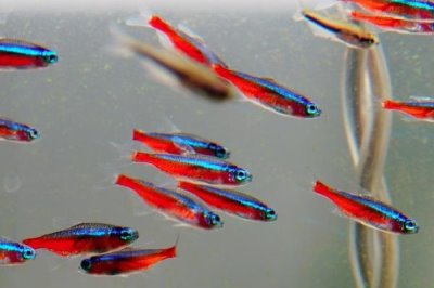 宝莲灯鱼与红绿灯区别,前者的体型更大且颜色更鲜艳