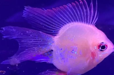 白点病升温后几天脱落,需要一周的时间