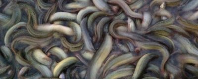 优质泥鳅品种,真泥鳅最为常见