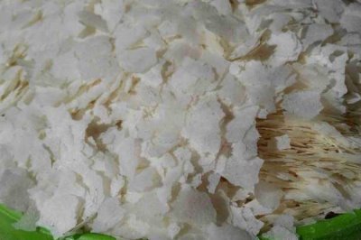 雪花粉的作用,能增强雾化和快速诱鱼