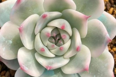 吉娃娃的栽培技术,夏季要注意遮阴