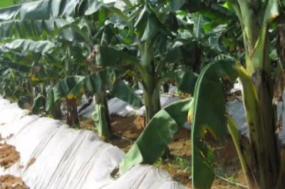 香蕉怎么施肥,生长期需多次施用化肥