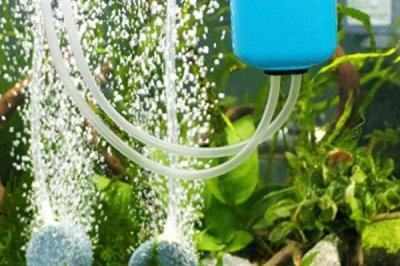 鱼缸不打氧气鱼会不会死,鱼不一定会死