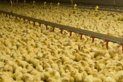 小鸡出壳啄个洞为什么就死了，可能是出现了失水或窒息等