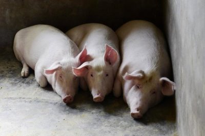 猪的寿命,家猪平均寿命为20年