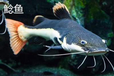 8号伊豆钩适钓鱼种,鲈鱼、黑鱼、鲶鱼等品种均可钓获