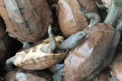 养殖乌龟的水有什么要求,喜欢25-30℃之间的水温