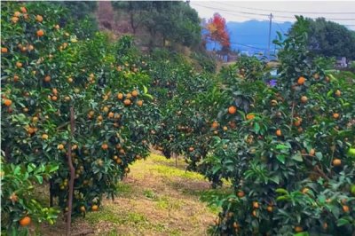 橘子的产地,分布在北纬16-37°之间