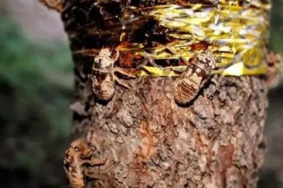 金蝉的养殖周期,一般为2-3年左右