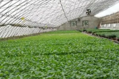怎么解决冬季蔬菜大棚滴水,选择优质无滴膜