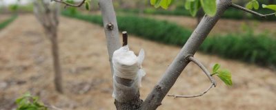 嫁接柿树的季节和方法,一般为夏季和秋季