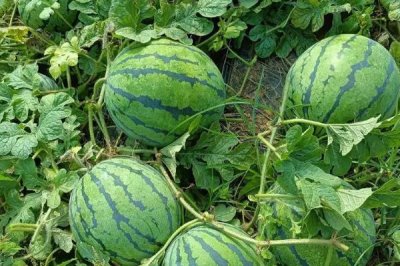 科学施用钾肥的注意事项,钾肥应早施