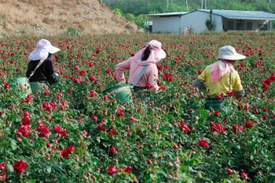 玫瑰花招虫子如何解决，喷施氧化乐果等药物可有效灭杀