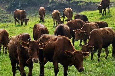 养一头牛一年的纯利润，利润为5700-5900元左右