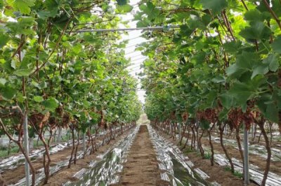 葡萄避雨栽培的优缺点,优点是可减少病害发生、缺点是容易导致枝蔓徒长
