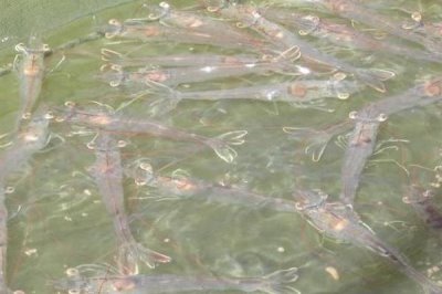 淡水虾如何养殖，放养前20-30天排干池水