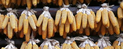 先玉1925玉米品种简介,适宜播种期4月下旬-5月上旬