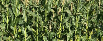 梨玉288玉米种子简介，密度4000—4500株/亩