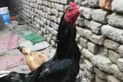 河南斗鸡简介,羽色通常主要以青色、红色、白色为主