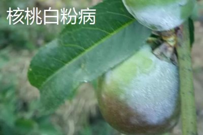 核桃常见病害怎么防治,需对症治疗