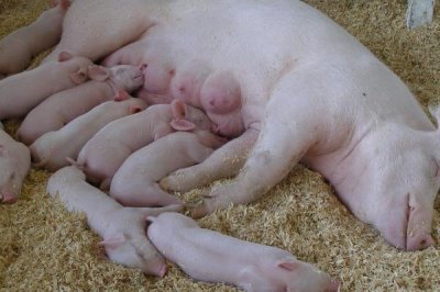 母猪奶水不足该如何增奶,可以用海带、黄豆等催奶