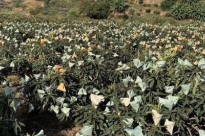 枇杷为什么要套袋以及操作方法，套袋可以减轻病虫害、提高商品率