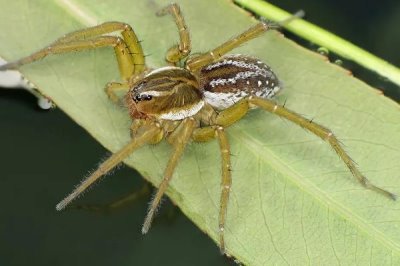 水蜘蛛会不会咬人,会咬人但是没毒