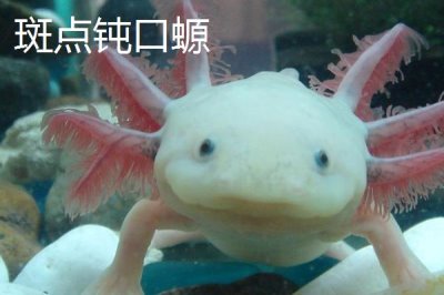 蝾螈的品种,帝王蝾螈已被列入濒危物种