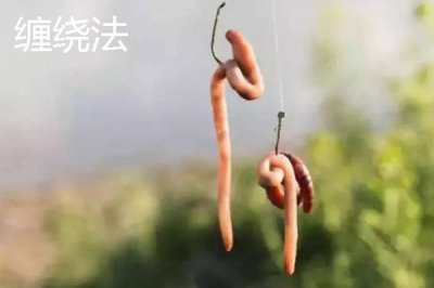 蚯蚓钓鱼法,是名副其实的“万能饵料”