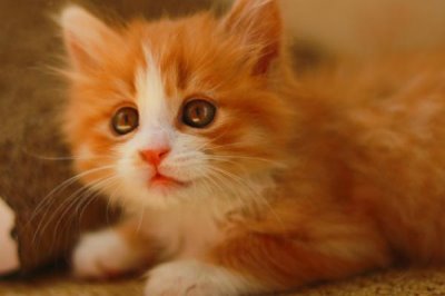 猫咪冬季如何过冬,室内温度不用调的太高