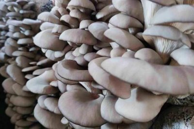 平菇如何种植才能丰产,关键是要选对优质高产的品种