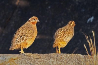 鹌鹑的养殖技术,产蛋期要注意光照时长