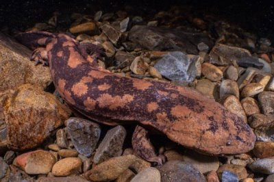 娃娃鱼腹胀病如何防治,可以先停食1-2天