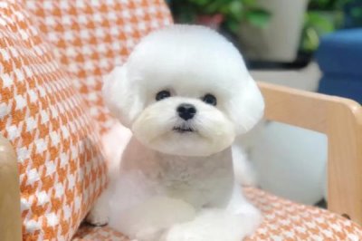 比熊一直咳嗽的原因,可能是感冒严重或支原体感染等