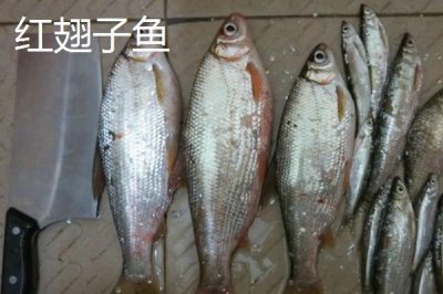 白条鱼和红翅子鱼的区别,白条鱼的体背为青灰色、红翅子鱼背部呈黑灰色