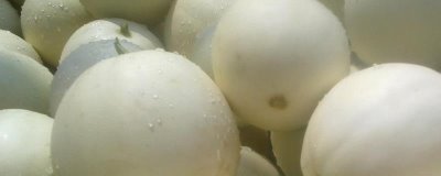 南方种甜瓜适合种什么品种,香妃、橙露、羊角蜜等品种皆可选择