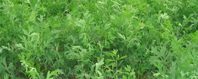 防风的种植条件,在疏松干燥的砂壤土中生长良好