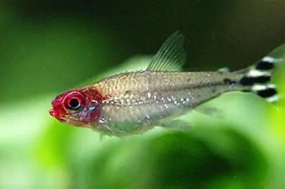 红鼻剪刀能长多大,身体长度一般在4-6厘米之间